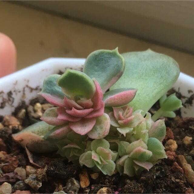 その他ローズ夫人錦　多肉植物