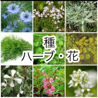 選べる！ハーブと花の種 5種(その他)