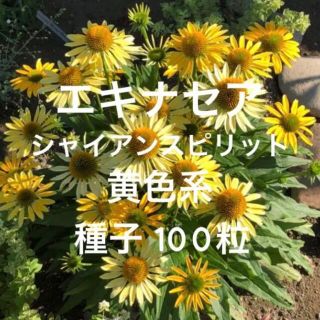 エキナセア シャイアンスピリット 黄色系 種子 100粒(その他)
