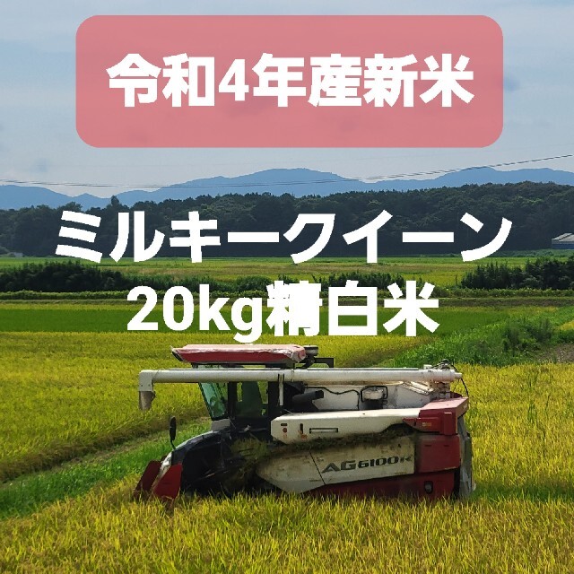 食品/飲料/酒令和4年産新米20kgミルキークイーン精白米