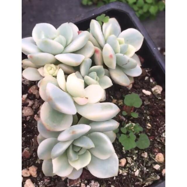 格安 バニラビス錦 群 多肉植物 その他 - pmkvirtual.com