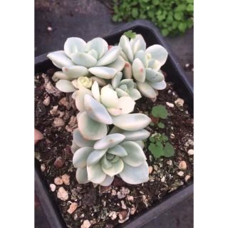 バニラビス錦 群 多肉植物-hybridautomotive.com