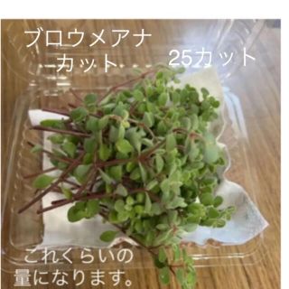 多肉植物　ブロウメアナ　カット苗(その他)