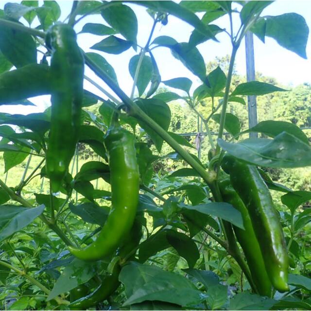 農薬：栽培期間中不使用 ♪旬野菜　詰め合わせ♪コンパクト　採りたて 食品/飲料/酒の食品(野菜)の商品写真