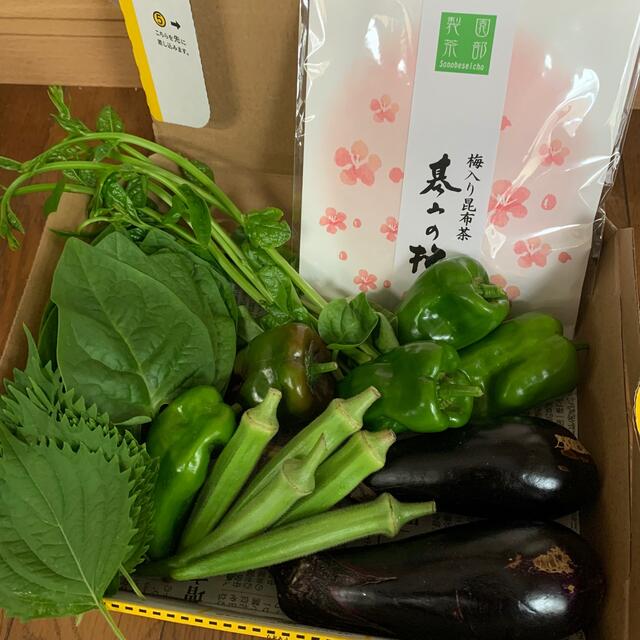 お試し価格！】 夏野菜詰め合わせ 農薬不使用