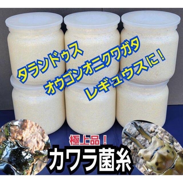 極上！ヒマラヤひらたけ菌糸ブロックトレハロース強化配合！オオクワに