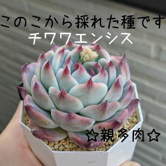 多肉植物　種子　自家採種　6点セット ハンドメイドのフラワー/ガーデン(その他)の商品写真