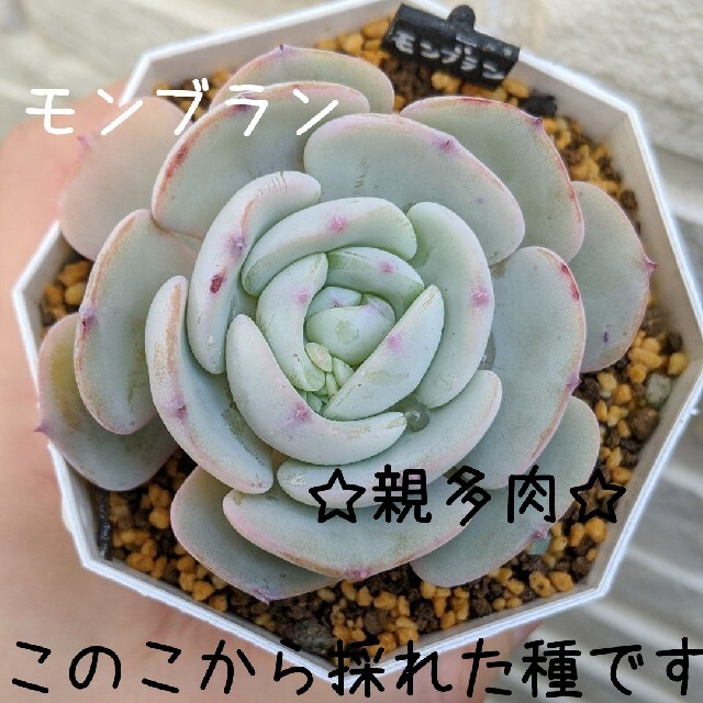 多肉植物　種子　自家採種　6点セット ハンドメイドのフラワー/ガーデン(その他)の商品写真