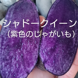 北海道産シャドークイーン約10キロ(野菜)