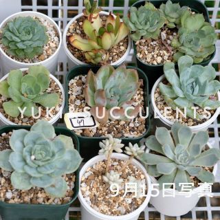 9点セットSALE　多肉植物　観葉植物 品種名付き 47(その他)