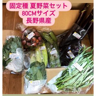 無農薬&固定種野菜セット★80cmサイズ★長野県産(野菜)