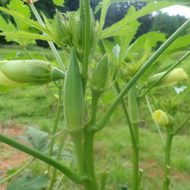 農薬：栽培期間中不使用 ♪旬野菜　詰め合わせ♪コンパクト　採りたて 食品/飲料/酒の食品(野菜)の商品写真