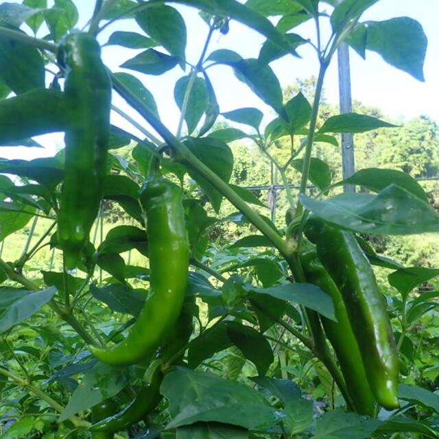 農薬：栽培期間中不使用 ♪旬野菜　詰め合わせ♪コンパクト　採りたて 食品/飲料/酒の食品(野菜)の商品写真