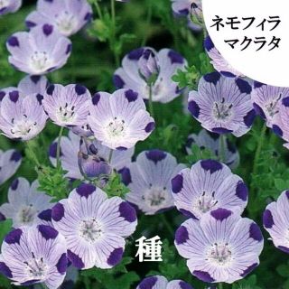 秋まき花の種　ネモフィラ・マクラタ30粒以上　一年草(その他)