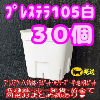 ラクマパック【スリット鉢】プレステラ105白30個 多肉植物 プラ鉢(プランター)