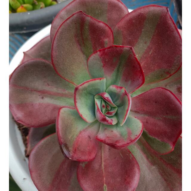 Echeveria 'Hakuhou'錦　多肉植物