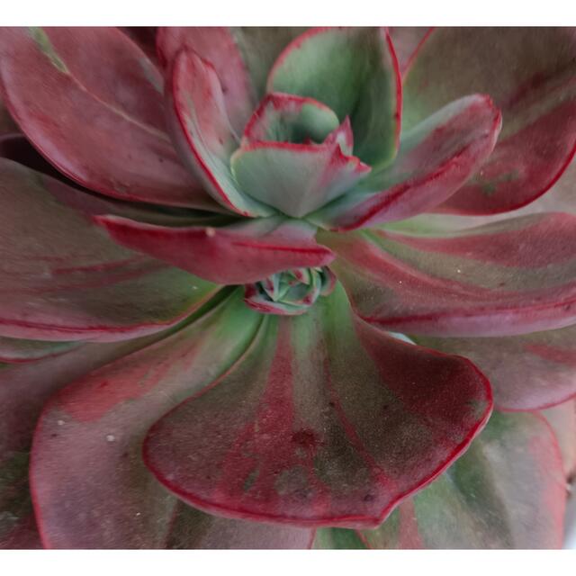 Echeveria 'Hakuhou'錦　多肉植物