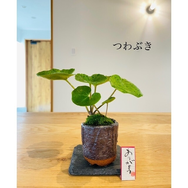 《専用》盆栽２点(コーヒーの樹、つわぶき)苔玉一点(フィカスプミラ)