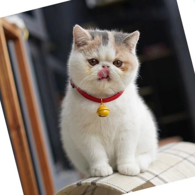 新品 ペット用  首輪  猫ちゃん 犬 サイズS 赤 レッド その他のペット用品(猫)の商品写真