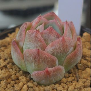 多肉植物 新品種 桜桃(その他)