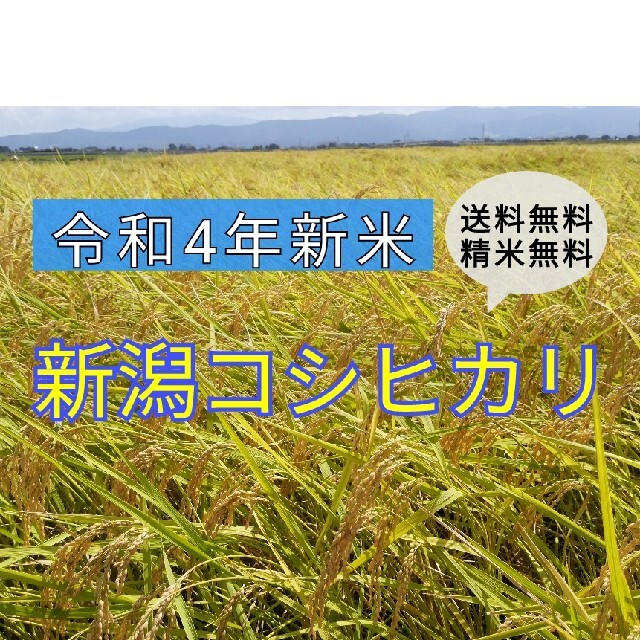 農家直送!新米✨新潟コシヒカリ玄米30kg 食品/飲料/酒の食品(米/穀物)の商品写真