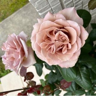 【写真更新】挿し木・バラ苗・薔薇(その他)