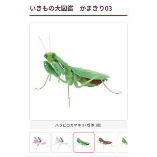 バンダイ(BANDAI)のいきもの大図鑑 かまきり 03  ハラビロカマキリ(フィギュア)
