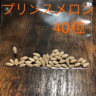 プリンスメロンの種　40粒　ミニメロン(フルーツ)