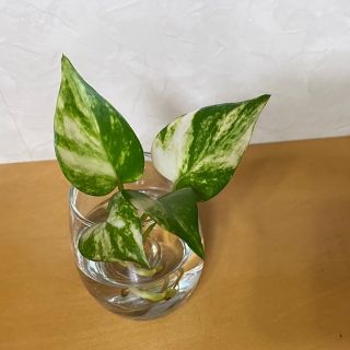 ポトス　観葉植物(その他)