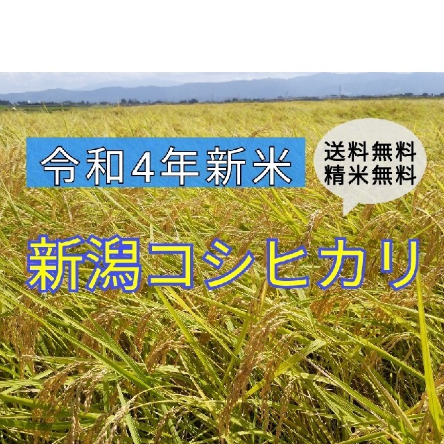 農家直送!新米✨新潟コシヒカリ玄米20kg 食品/飲料/酒の食品(米/穀物)の商品写真