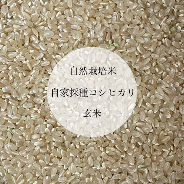 令和4年新米 自然栽培米 玄米10kg 農薬不使用・肥料不使用 コシヒカリ ... 令和4年 新米こしひかり 完全無農薬 玄米10kg