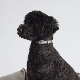 イデー(IDEE)のMILOU by IDEE ミルゥ バイ イデー Collar M ハンティング(犬)