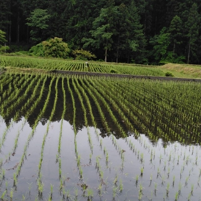 令和4年産新米栃木県特一等米コシヒカリ30キロ玄米無農薬にて作ったお米ですの通販 by あやめ's shop｜ラクマ