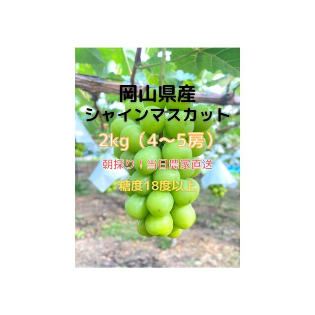 シャインマスカットお得‼︎★朝採り★岡山県産シャインマスカット2kg（4〜5房）