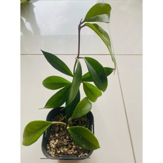 Hoya publicalyx ホヤ　ロイヤル　ハワイアン　パープル　観葉植物(その他)