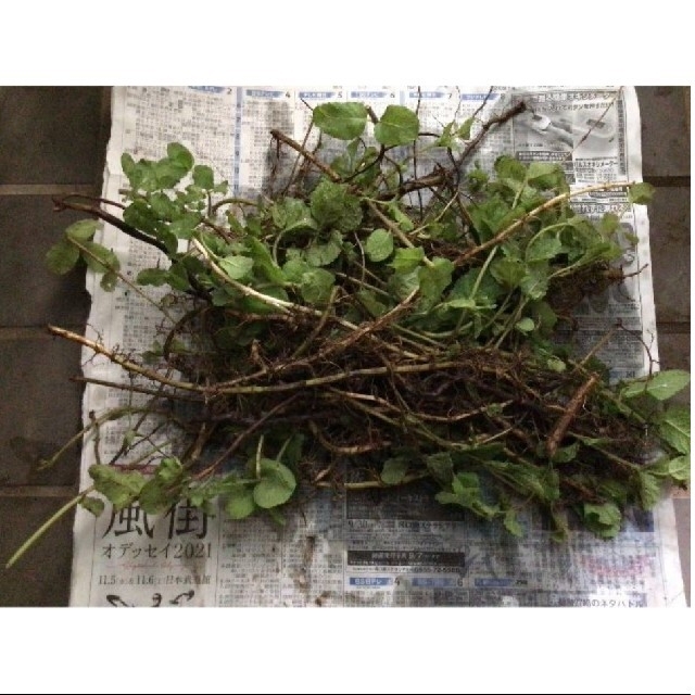 アップルミント　抜き苗　地下茎　コンパクトボックス ハンドメイドのフラワー/ガーデン(その他)の商品写真