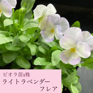 ⭐️秋冬品種を今のうちに⭐️ライトラベンダーフレア　ビオラ苗1株(その他)