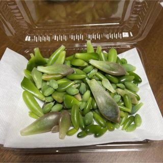 多肉植物葉挿しセット②(その他)