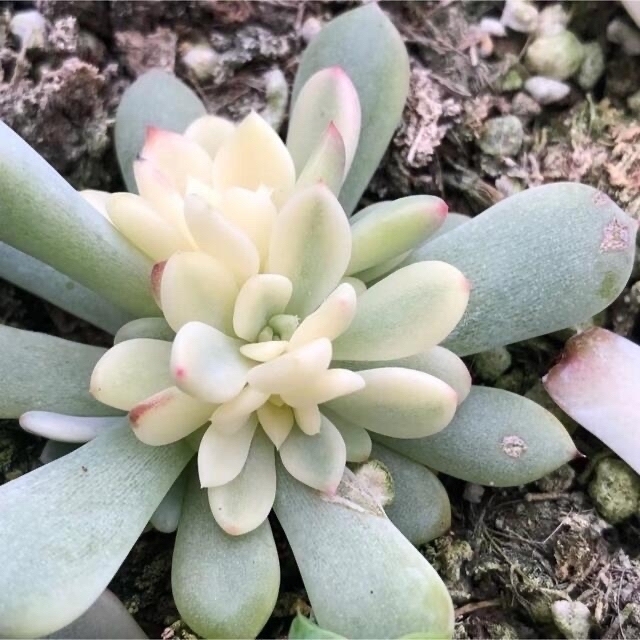 多肉植物 ザラゴーサ錦♡カキコ(ネコポス)