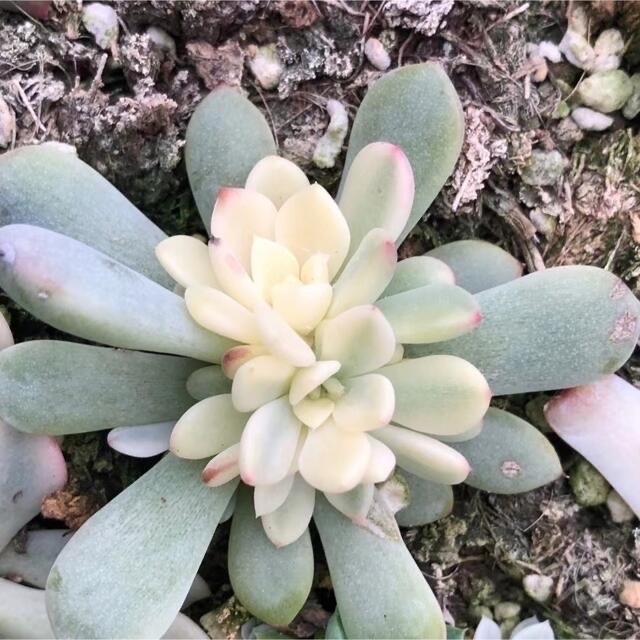 多肉植物 ザラゴーサ錦♡カキコ(ネコポス)