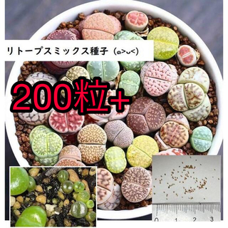 リトープス ミックス種子 200粒+ 発芽確認済み(その他)