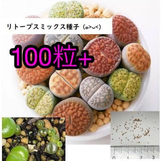 【蒔き頃】リトープスミックス種子 100粒+ 発芽確認済み(その他)