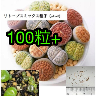 リトープス ミックス種子 100粒+(その他)
