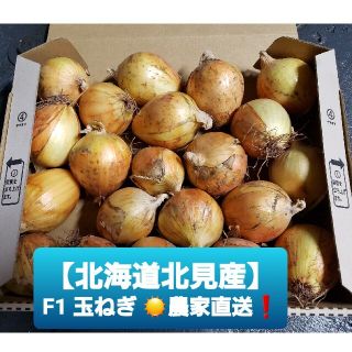 北海道 北見産 ミニ 新玉ねぎ ◎農家直送(野菜)