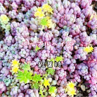 多肉植物　セダム　パープルヘイズ  カット苗(その他)