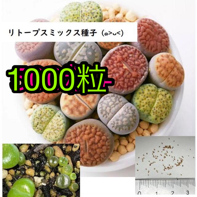 専用1000粒+ リトープスミックス種子