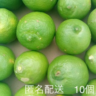 レモン　国産　無農薬　10個(フルーツ)