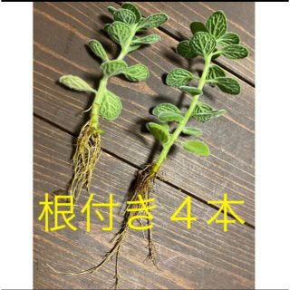 アロマティカス　根付き　観葉植物 多肉植物　虫除け　ハーブ　根付き苗(その他)