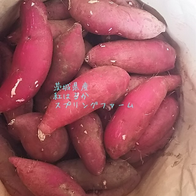 Sサイズ秀品24㌔重量おまけ付R4年紅はるか土付茨城県減農薬栽培 ...