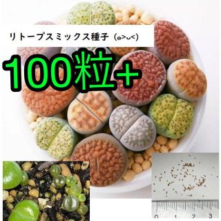 リトープスミックス種子 100粒+(その他)